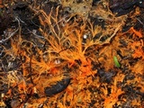Hydnophlebia chrysorhiza image