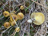 Hygrophorus boyeri image