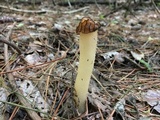 Morchella punctipes image