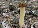 Morchella punctipes image