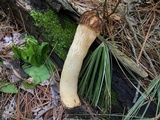 Morchella punctipes image