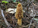 Morchella americana image