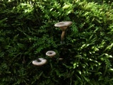 Arrhenia epichysium image