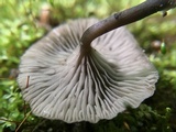 Arrhenia epichysium image