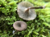 Arrhenia epichysium image