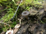 Arrhenia epichysium image