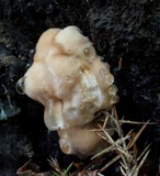 Postia ptychogaster image