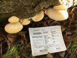 Pleurotus populinus image