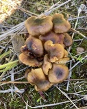 Hygrophorus boyeri image