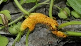 Puccinia coronata image