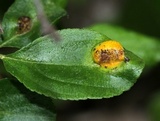 Puccinia coronata image