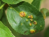 Puccinia coronata image