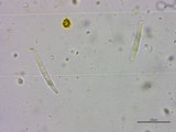 Lasiosphaeria ovina image