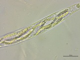 Lasiosphaeria ovina image