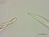 Lasiosphaeria ovina image
