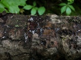 Lasiosphaeria ovina image