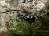Lasiosphaeria ovina image