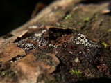 Lasiosphaeria ovina image