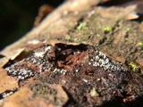 Lasiosphaeria ovina image