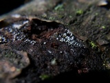 Lasiosphaeria ovina image