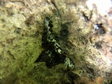 Lasiosphaeria ovina image