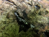 Lasiosphaeria ovina image