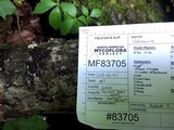 Lasiosphaeria ovina image