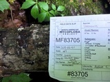 Lasiosphaeria ovina image