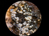 Lasiosphaeria ovina image