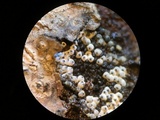 Lasiosphaeria ovina image