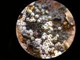 Lasiosphaeria ovina image