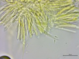 Lachnum virgineum image