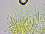 Lachnum virgineum image