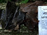 Lachnum virgineum image