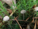 Mycena clavicularis image