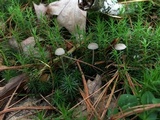 Mycena clavicularis image
