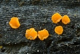 Miladina lecithina image