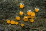 Miladina lecithina image