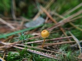 Rickenella fibula image