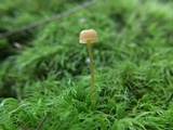 Rickenella fibula image