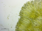 Peziza waltersii image