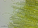 Peziza waltersii image