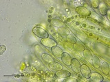 Peziza waltersii image
