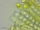 Peziza waltersii image