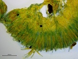 Peziza waltersii image