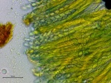 Peziza waltersii image