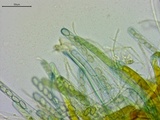 Peziza waltersii image