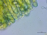 Peziza waltersii image