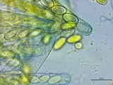 Peziza waltersii image