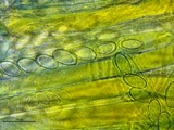 Peziza waltersii image